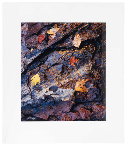Leaves and Cliff Abstracction #1