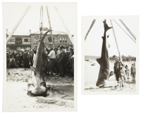 Two photographs of Zane Gray's biggest catch