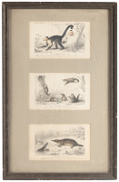 Three plates from the Dictionnaire universel d'histoire naturelle, framed