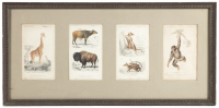 Four plates from the Dictionnaire universel d'histoire naturelle, framed