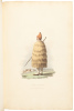Sketches of the Country, Character, and Costume, in Portugal and Spain [with] Sketches of Military Costume in Spain and Portugal - 5