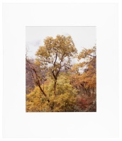 Trees in Clouds, Zion National Park