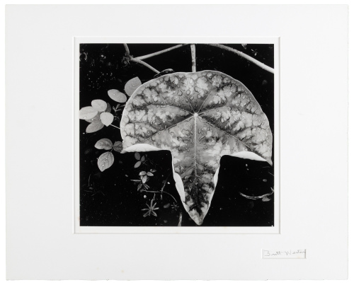 Leaf and Rain Drops 1979