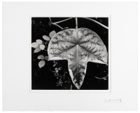 Leaf and Rain Drops 1979