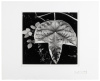 Leaf and Rain Drops 1979