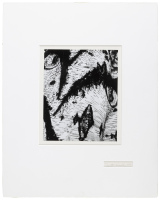 Birch Bark, 1968