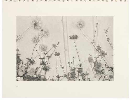Flowers and Trees