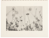 Flowers and Trees