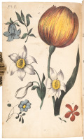 The Young Ladies' Drawing Book; or, Complete Instructor in Drawing and Colouring Flowers, Fruit, & Shells...