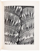 Brett Weston: Photographs