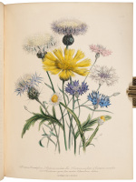 The Ladies' Flower-Garden of Ornamental Annuals