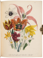 The Ladies' Flower-Garden of Ornamental Bulbous Plants