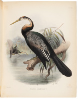 The Survey of Western Palestine: The Fauna and Flora of Palestine