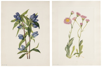North American Wild Flowers