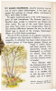 Hallucinogenic Plants - 3