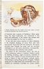 Hallucinogenic Plants - 4