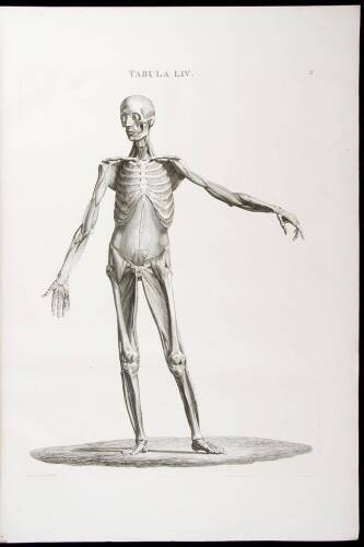 Icones anatomicae, quotquot sunt celebriores ex optimis neotericorum operibus summa diligentia depromtae et collectae. Tabulas selegerunt et nonnullas ex cadaveribus ad vivum delineates