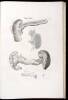 Icones anatomicae, quotquot sunt celebriores ex optimis neotericorum operibus summa diligentia depromtae et collectae. Tabulas selegerunt et nonnullas ex cadaveribus ad vivum delineates - 2