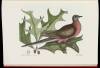 The Natural History of Carolina, Florida, and the Bahama Islands