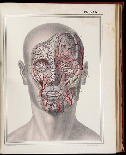 Manuel d'Anatomie Descriptive de Corps Humain