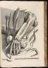 Anatomia Corporum Humanorum