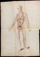 The Anatomy of the Absorbing Vessels of the Human Body
