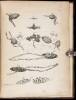 The Anatomy of the Absorbing Vessels of the Human Body - 2