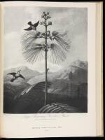 Flower and Fruit Prints of the 18th and early 19th centuries