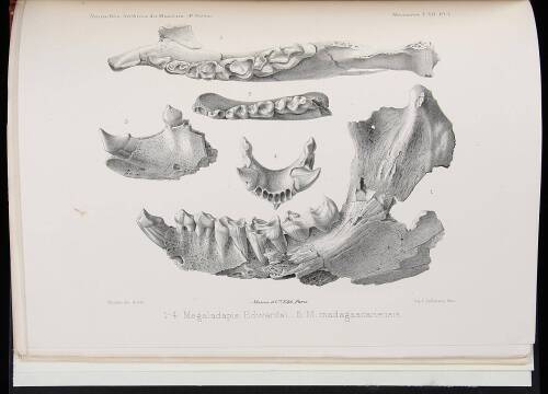 Recherches Sur Les Lemuriens Disparus et en Particulier sur Ceux Qui Vivaient a Madagascar [In: Nouvelles Archives du Museum d'Histoire Naturelle, 4th Series, Volume 7]