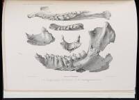 Recherches Sur Les Lemuriens Disparus et en Particulier sur Ceux Qui Vivaient a Madagascar [In: Nouvelles Archives du Museum d'Histoire Naturelle, 4th Series, Volume 7]