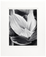 Corn Lily