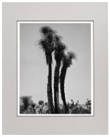 [Joshua Tree]