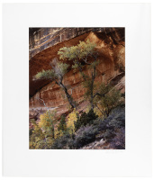 Two Trees and Cliff, Zion Natl. Park