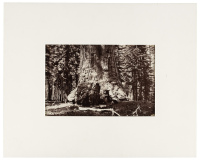 Section of the "Grizzly Giant," 33 feet diameter, Mariposa Grove, Cal.
