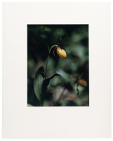 Yellow Lady's-Slipper