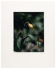 Yellow Lady's-Slipper