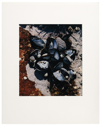 Tide Pool