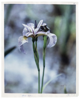 Lavender Iris