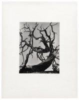 [Gnarled tree]