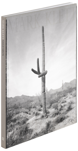 Saguaros