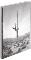 Saguaros