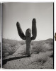 Saguaros - 3