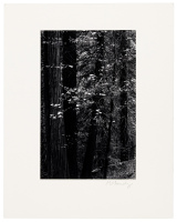 Tree Song / Dogwood, Forest - Yosemite