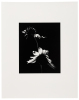 Sunflower - 4