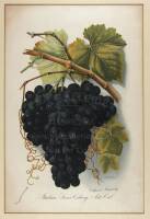 California Burgundy Grape chromolithograph