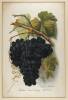 California Burgundy Grape chromolithograph