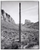 Saguaros - deluxe limited edition - 2