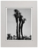 [Joshua Tree]