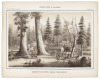 Vischer's Views of California: The Mammoth Tree Grove Calaveras County, California. And Its Avenues - 3