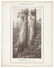 Vischer's Views of California: The Mammoth Tree Grove Calaveras County, California. And Its Avenues - 5